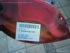 Rueckleuchte Links 99999 Ford Ka (Rbt, 09 / 96-) BJ: 1999