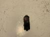 Original Daihatsu Sirion Schalter Fenster Heber Hinten Links Bj 2004-2010 OEM 84810-B1010-